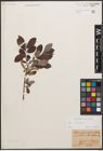 Foto von Salix cinerea L.